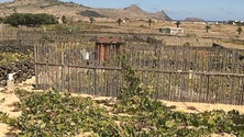 Imagem de Vindima arranca mais cedo no Porto Santo (vídeo)