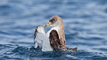 Imagem de Campanha «Salve uma Ave Marinha» apela para a colaboração dos madeirenses
