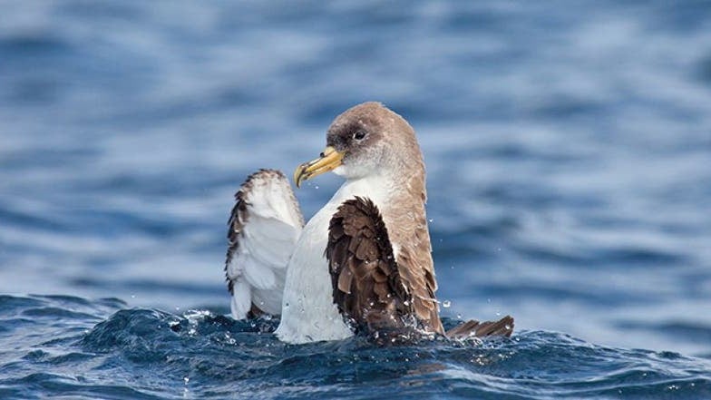 Imagem de Campanha «Salve uma Ave Marinha» apela para a colaboração dos madeirenses
