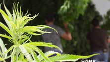 Imagem de Mais de 1000 pés de cannabis apreendidos na Ribeira Brava