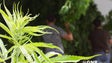 Mais de 1000 pés de cannabis apreendidos na Ribeira Brava