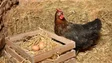 Obrigatório declarar galinhas poedeiras em setembro