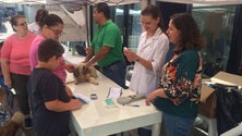 Imagem de Campanha de vacinação gratuita para cães no Funchal continua amanhã