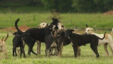 Imagem de Cães abandonados nos incêndios atacam na Choupana