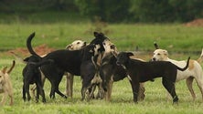 Cães abandonados nos incêndios atacam na Choupana