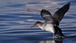 Iluminação das áreas urbanas afeta aves marinha (áudio)