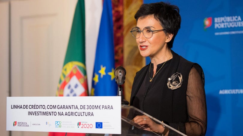 Imagem de Governo assegura continuação de apoios ao setor pesqueiro