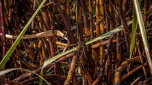 Imagem de Biomassa permite poupança de 45% na fatura da luz