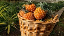 Produtores de ananases viram-se para novos mercados (Vídeo)
