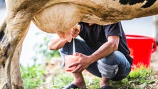 Imagem de Há excesso de produção de leite na Madeira