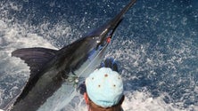 Imagem de Europeu de pesca vai disputar-se nos mares dos Açores (Vídeo)