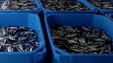 Imagem de Foram descarregadas 157 toneladas de cavala até ao final de novembro (vídeo)
