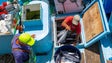 Imagem de Avicultura industrial e a pesca descarregada cresceram, abate de gado registou quebra