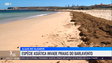 Imagem de Alga oriunda da Ásia invade praias portuguesas (vídeo)