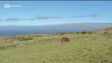 Imagem de Campo de golfe da Ponta do Pargo vai custar cerca de 13 milhões de euros