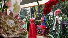 Imagem de A florista que `fala` com a flores revela a paixão na Praça do Povo