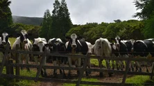 Imagem de PS preocupado com transformação de leite no Pico (Vídeo)