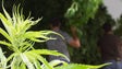 Imagem de 25% dos jovens madeirenses com 18 anos já consumiu cannabis