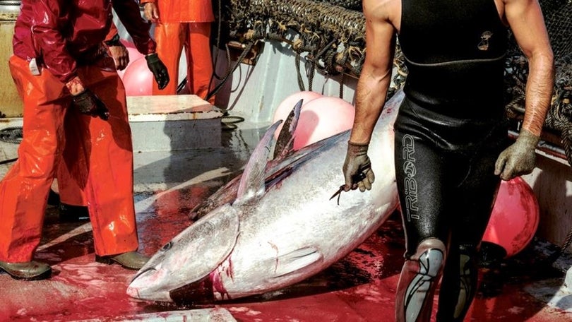 Imagem de PE pede instrumento financeiro para apoiar pescas em regiões como Açores e Madeira