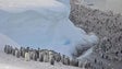 Imagem de Degelo marinho está a matar crias de pinguins-imperadores