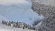 Degelo marinho está a matar crias de pinguins-imperadores