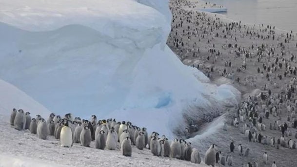 Degelo marinho está a matar crias de pinguins-imperadores