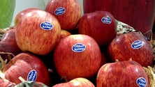 Imagem de Portugal já pode exportar maçãs para a África do Sul