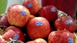 Imagem de Portugal já pode exportar maçãs para a África do Sul