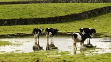 Imagem de Indústria agroalimentar reclama IVA a 6% e apoios às exportações