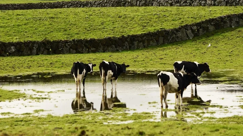 Imagem de Indústria agroalimentar reclama IVA a 6% e apoios às exportações