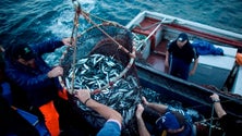 Imagem de Captura de sardinha em Portugal pode aumentar