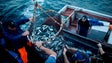 Imagem de Captura de sardinha em Portugal pode aumentar