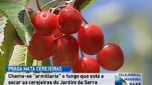 Imagem de Cerejeiras dos Jardim da Serra afetadas por fungo ( video)