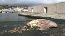 Imagem de Maior peixe-lua conhecido no Mundo encontrado no Faial (Vídeo)