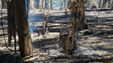 Está controlado o incêndio na Ribeira Brava (vídeo)