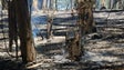 Imagem de Está controlado o incêndio na Ribeira Brava (vídeo)