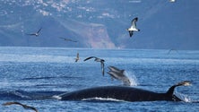 Imagem de Fundo para a Conservação dos Oceanos financia projetos dedicados a baleias e enguias
