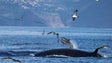 Fundo para a Conservação dos Oceanos financia projetos dedicados a baleias e enguias