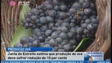 Produção de uva deve cair 15% (Vídeo)