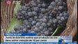 Imagem de Produção de uva deve cair 15% (Vídeo)