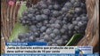 Produção de uva deve cair 15% (Vídeo)