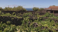 Imagem de Confraria do Vinho Verdelho dos Biscoitos assinala 25 anos (Vídeo)