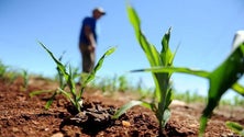 Imagem de Candidaturas aos apoios extraordinários para a agricultura terminam quarta-feira (Áudio)