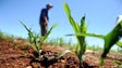 Candidaturas aos apoios extraordinários para a agricultura terminam quarta-feira (Áudio)