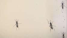 Imagem de OMS lança plano para prevenir pandemias de doenças transmitidas por mosquitos