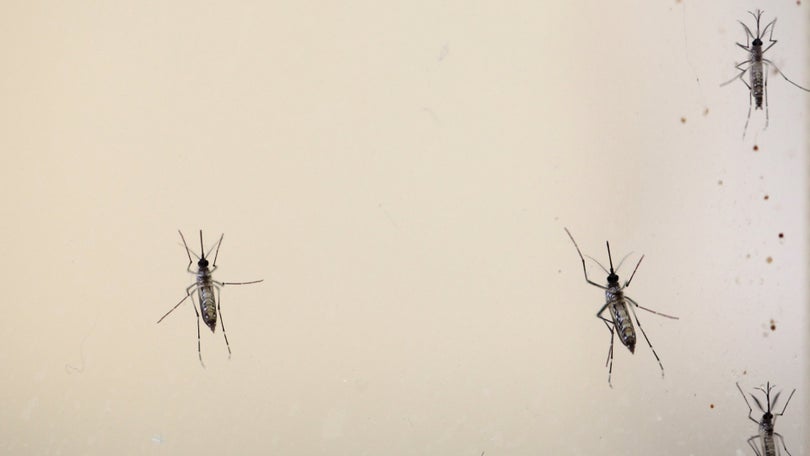 Imagem de OMS lança plano para prevenir pandemias de doenças transmitidas por mosquitos