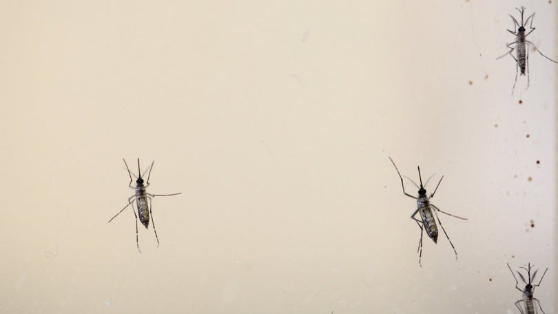 OMS lança plano para prevenir pandemias de doenças transmitidas por mosquitos