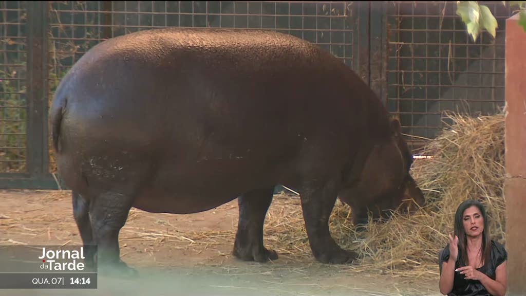 Hipopótamo-pigmeu nasceu no zoo de Santo Inácio