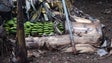 Imagem de Agricultores contestam baixo preço das indemnizações dos prejuízos do temporal