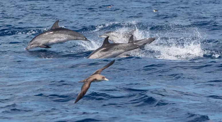 Portugal em projeto europeu sobre cetáceos
